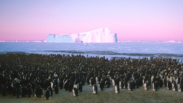 Like penguins in a rookery sorting out the nesting spaces, a few pecks and people know not to mess with us.