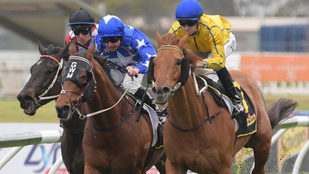 Duck: Conarchie enjoys the mud at his  last win at Rosehill