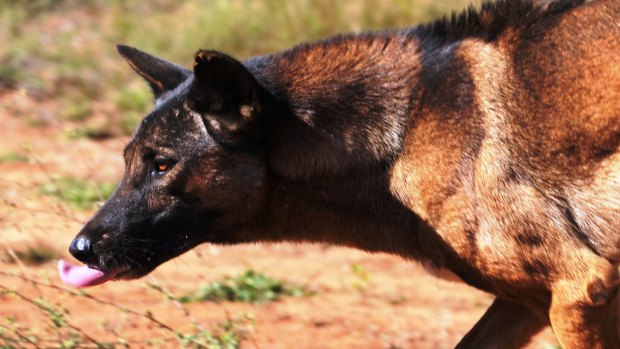 Packs of feral dogs have killed six children in India.