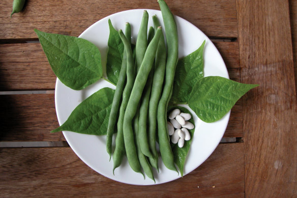 First grown in 1802, the "lazy housewife" bean was one seed away from being lost forever, when it was propagated by The  Diggers Club. The heirloom variety is now sold as a good bean for cooks and gardeners of any gender. 