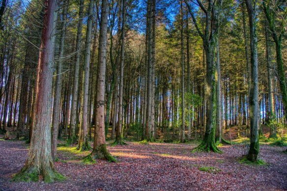 Forest bathing is often combined with sustainable, recycled accommodations.