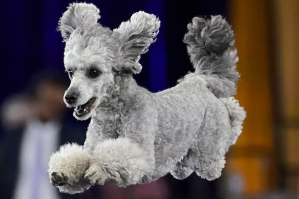 Not a dog lover? A poodle might change your mind.