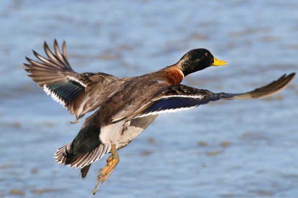 This year's duck hunting season is under a cloud. 
