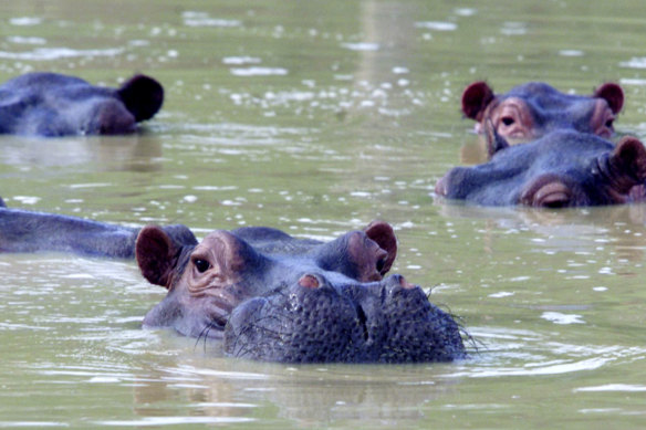 Columbia's hippopotamus population is expected to rise to 1,500 without dramatic intervention. 