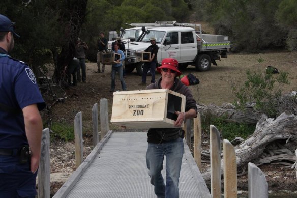 The eastern bristlebird was extracted in a complex rescue mission.