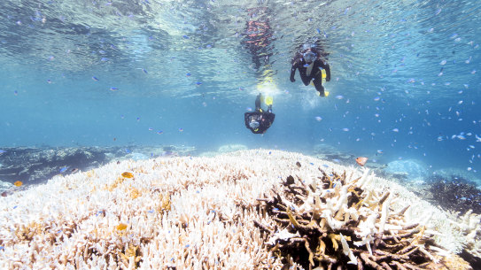 An early season marine heatwave is once again posing a risk of coral bleaching to the Great Barrier Reef. A break in the weather with good cloud cover is needed to reduce the risk. 