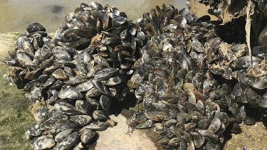New findings around cancer in animals: mussels on a dock in France. 