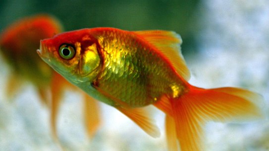 Goldfish, just like humans, die.