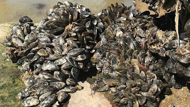 New findings around cancer in animals: mussels on a dock in France. 