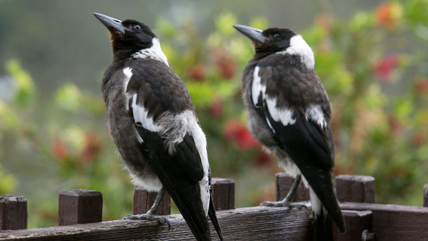 Baby magpies ready to fly beyond the garden fence.