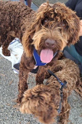 Kristy Blake says the RSPCA has many loveable mixed-breed “rescuoodles”  needing a loving forever home.