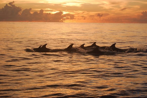 Dolphins at sunset, Comoros.