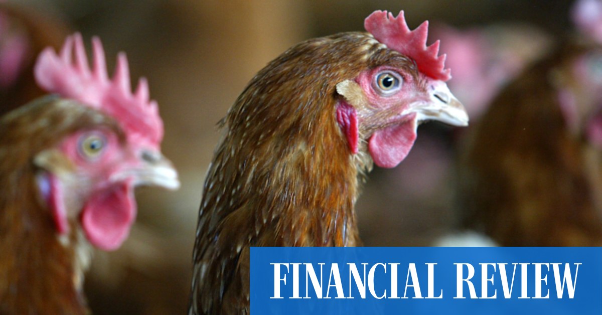 Roc Partners sets the Pace for poultry deals - Vimarsana News