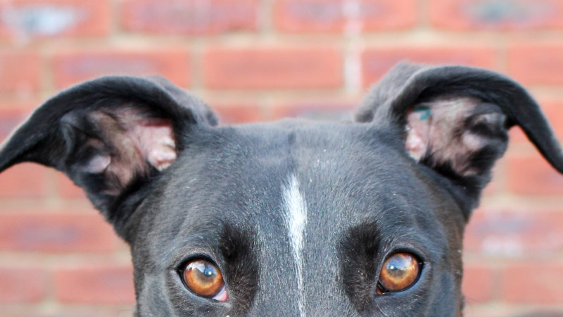 Calls for racing ban ignore the realities