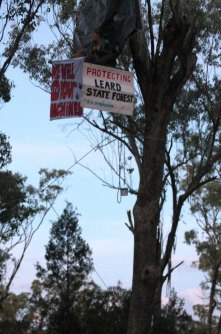 Protest signs at the Maules Creek coal mine construction site  in 2014 when  protest action escalated over clearing in Leard State Forest during wildlife hibernation.