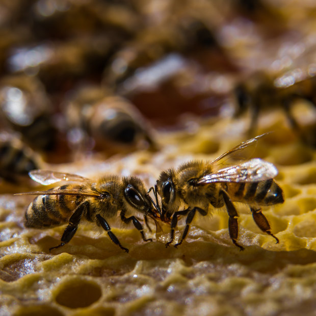 Ligurian bees are considered passive and high-yielding; in the 1880s, Kangaroo Island was declared the world’s first sanctuary for them.