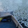 'Shocking' lack of preparation exposed Darling River to fish kills: study