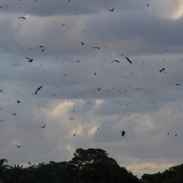 The dusk fly-out in Sydney's Centennial Park this year. 