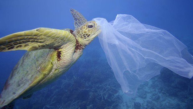 Turtles are known to mistake plastic for jellyfish prey.
