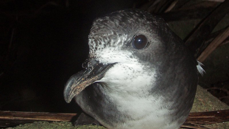 Bird flu alert as dead petrel found on Greater Brisbane island tests positive