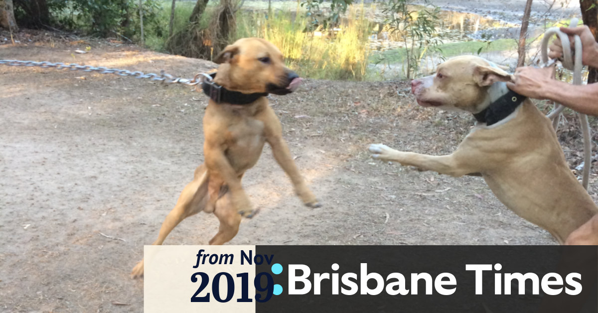Queensland Man Jailed Over National Dog Fighting Ring