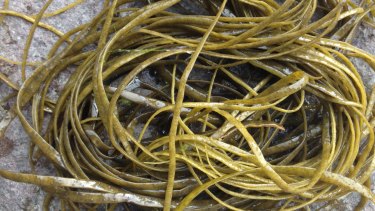 Foraged Sea spaghetti also known as Himenthalia elongata.