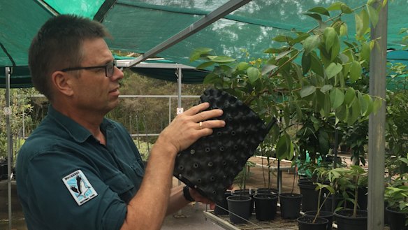 Booderee National Park Botanic Gardens collections officer Stig Pedersen with propagated scrub turpentine trees.  