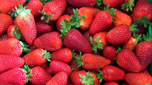 Strawberries growers are grappling with how to deal with the crisis. 