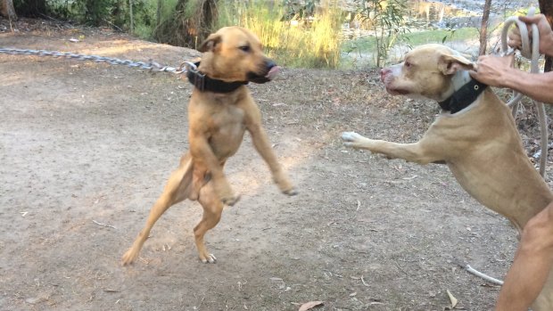 A man who ran a national dog-fighting ring has been jailed (file image).