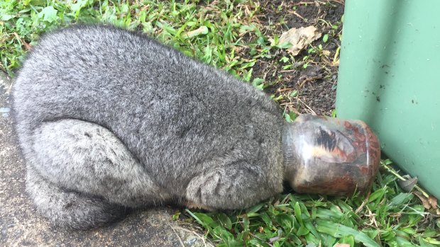 An RSPCA wildlife ambulance officer rescued the male possum from a rather sticky situation.
