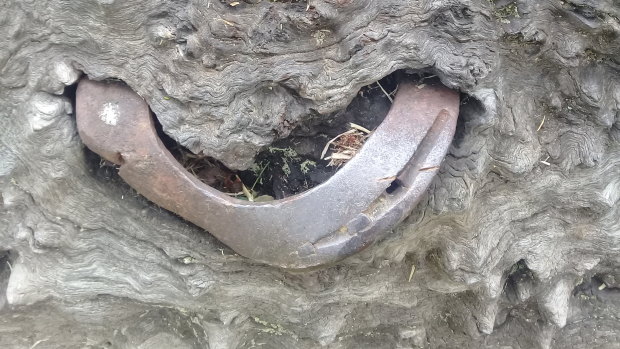 Yet another object gobbled up by a tree.