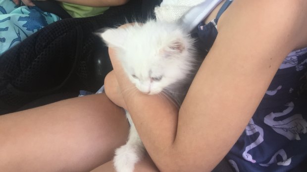 Sick kitten allegedly adopted from Con in 2017. Died shortly after purchase. 