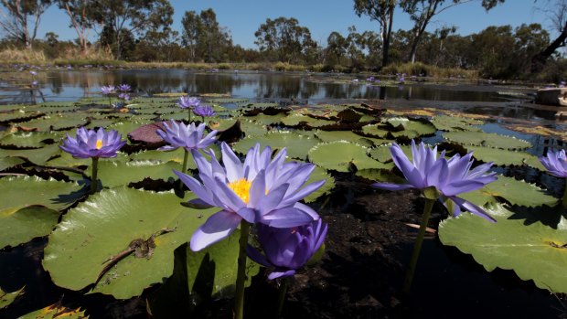 Doongmabulla Springs, near the proposed Adani coal mine. 