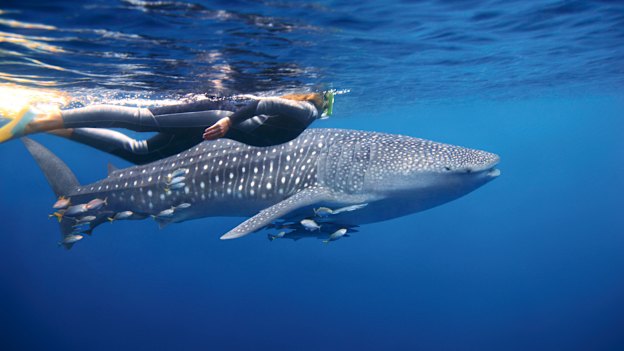 A snorkeller swims alongside a whale shark near Exmouth.