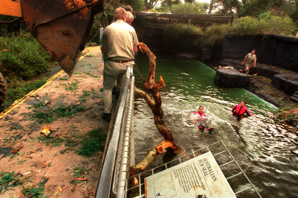 Zoo staff remove part of a mahogany tree blown into the fur seal enclosure.