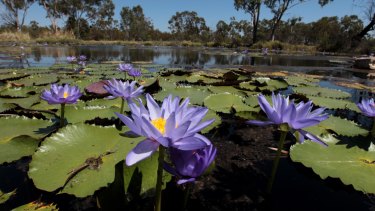 Doongmabulla Springs, which scientists say may be destroyed by the Adani coal mine.