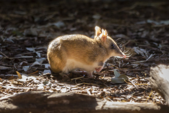 Eastern barred bandicoots are among the native species that rely on grasslands to thrive.