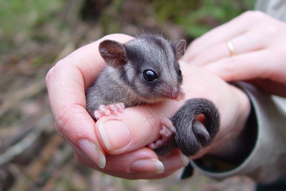 The government was told in 2014 that native forests were essential to protect endangered species including the Leadbeater’s possum, Victoria’s faunal emblem.