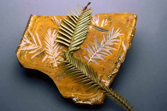 A fossil with pieces of Wollemi pine.