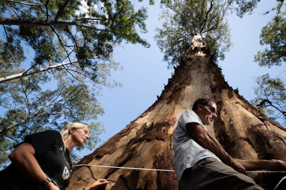 Conservation activists Joslyn van der Moolen and Nick Hopkins measure the girth of the known tallest spotted gum in the South Brooman State Forest in NSW. The area was burnt by bushfires last summer but it is still being logged.