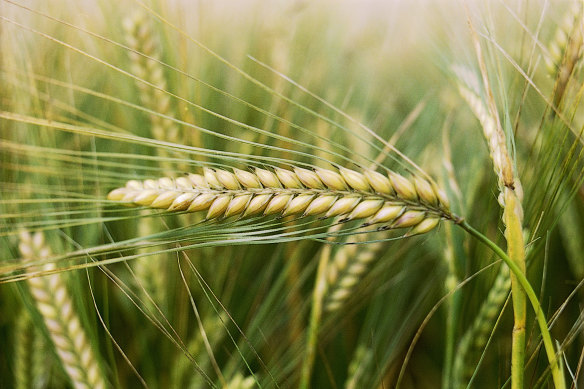 China  will  review punitive tariffs it placed on Australian barley three years ago.