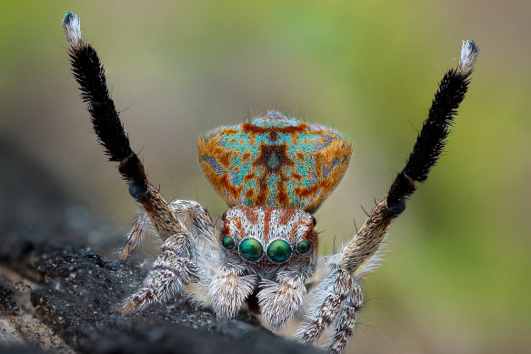 The maratus yanchep.