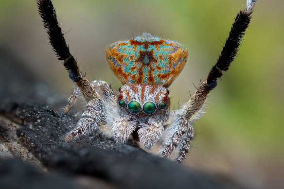 The maratus yanchep.