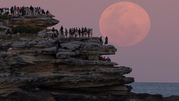 Crowds gather at North Bondi’s Ben Buckler Point to watch the Beaver supermoon rise on Wednesday night.