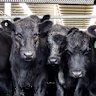 The US is the biggest buyer of Australian beef.