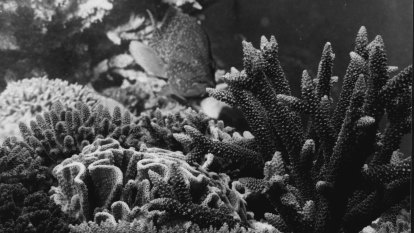 From the Archives, 1981: Great Barrier Reef gains world heritage status