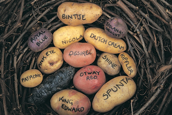 Different varieties of potatoes. 