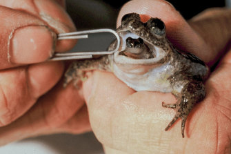 The gastric brooding frog, which gave birth to live froglets out of its mouth, went extinct shortly after it was discovered.