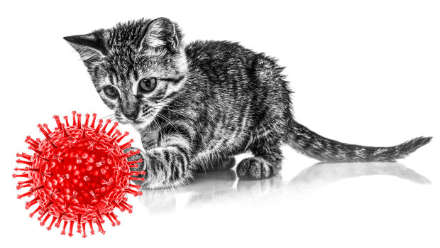 Cats could be a risk from bird flu. 