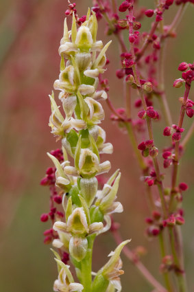 <i>Prasophyllum morganii,</i> the mignonette leek orchid. 